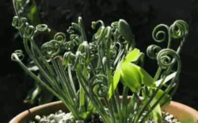 Albuca Spiralis ‘Corckscrew Albuca’