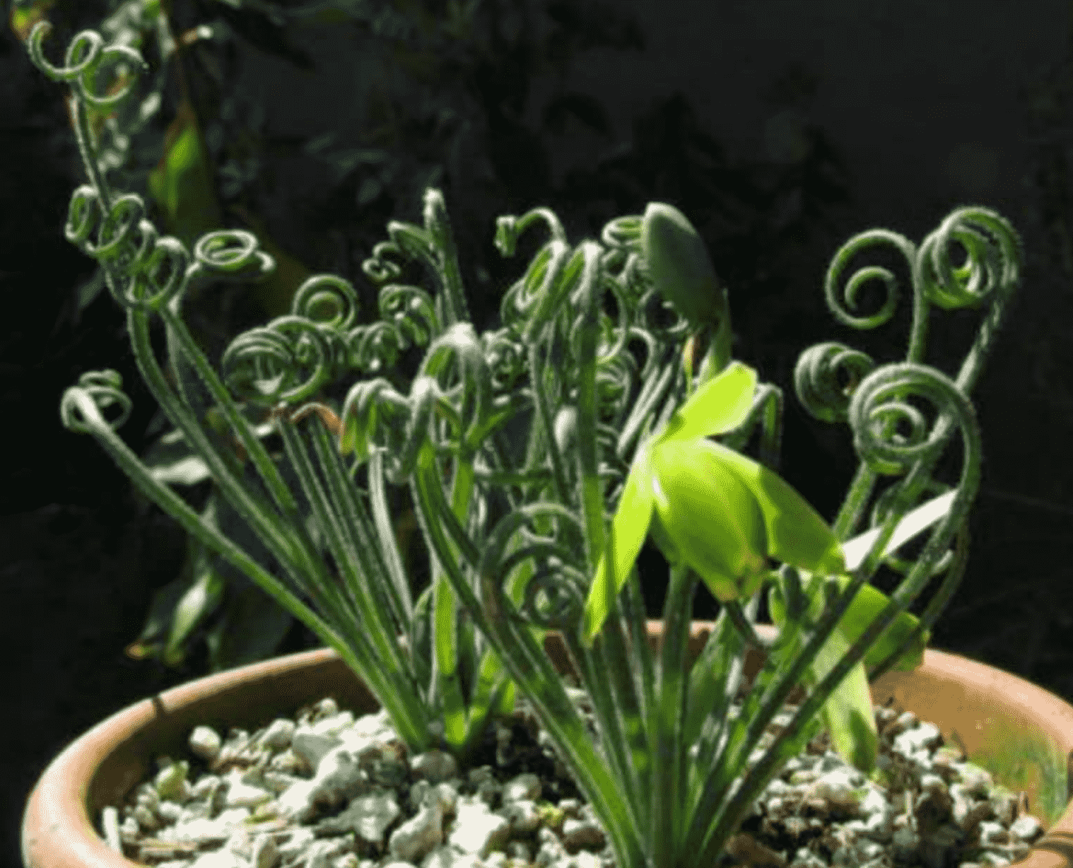 Albuca Spiralis 'Corckscrew Albuca'