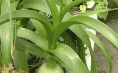 Albuca Barcteata