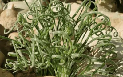 Albuca Namaquensis ‘Spiral Grass’