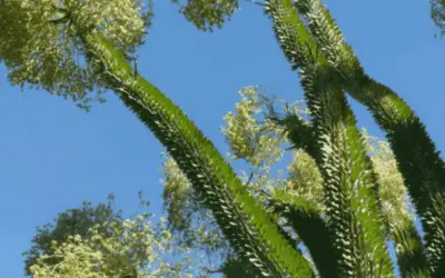 Alluaudia Ascendens ‘Fantsiolotse’