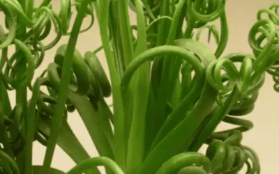 Albuca Spiralis ‘Frizzle Sizzle’