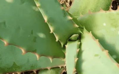 Aloe ‘Blue Sky’