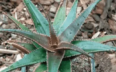 Aloe ‘Brass Hat’