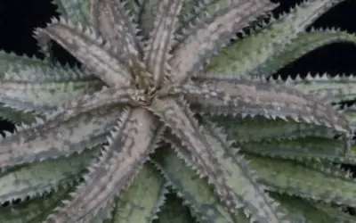 Aloe ‘Fiesta’