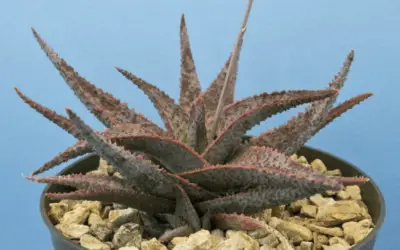 Aloe ‘Lavender Star’