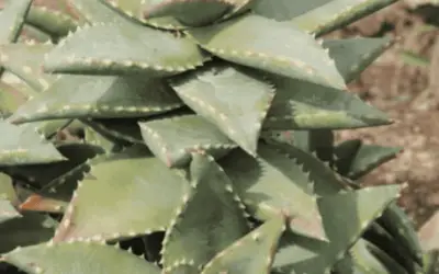 Aloe ‘Hellskloof Bells’