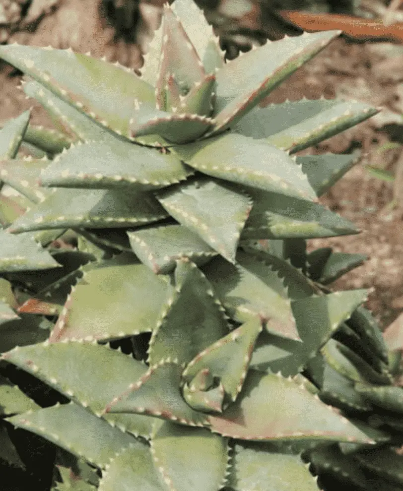 Aloe ‘Hellskloof Bells’