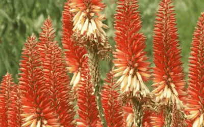 Aloe ‘Venus’