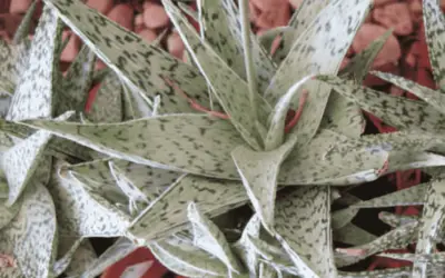 Aloe ‘Quicksilver’