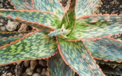 Aloe ‘Peppermint’