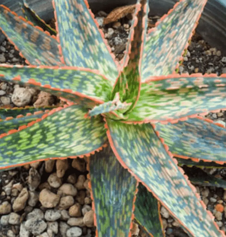 Aloe ‘Peppermint'