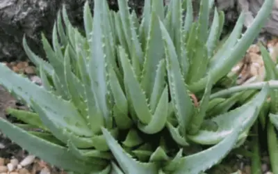 Aloe ‘Walmsley’s Blue’