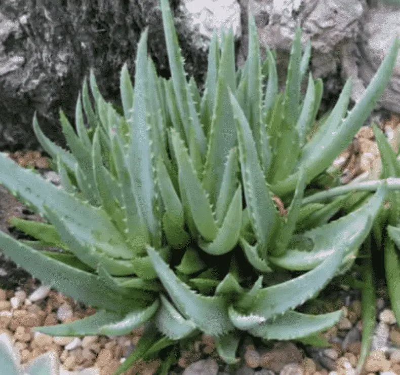 Aloe ‘Walmsley’s Blue’