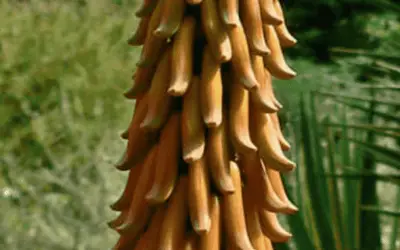 Aloe Africana ‘African Aloe’