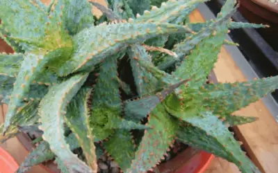 Aloe ‘Viper’