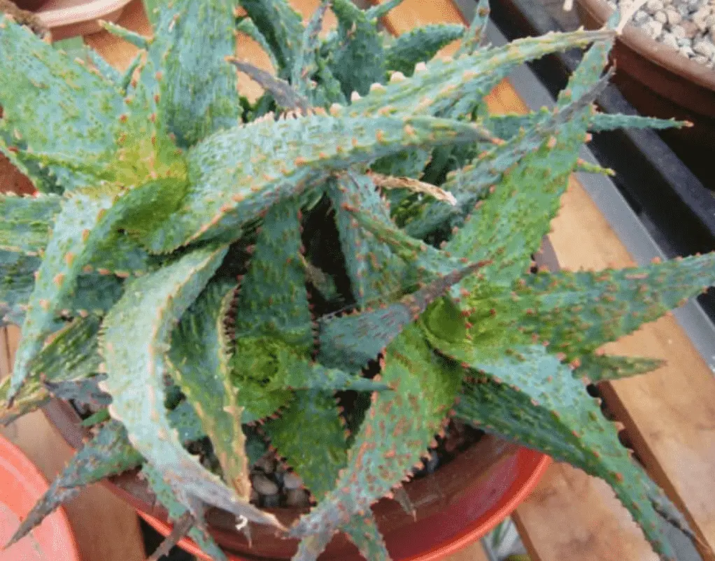 Aloe ‘Viper'