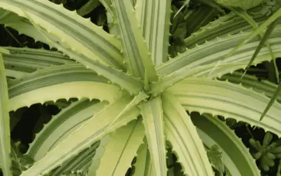 Aloe Arborescens F. Variegata