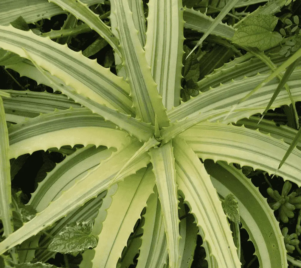 Aloe Arborescens F. Variegata