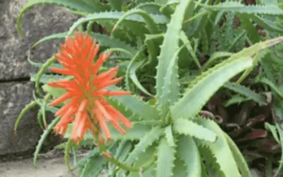 Aloe Arborescens