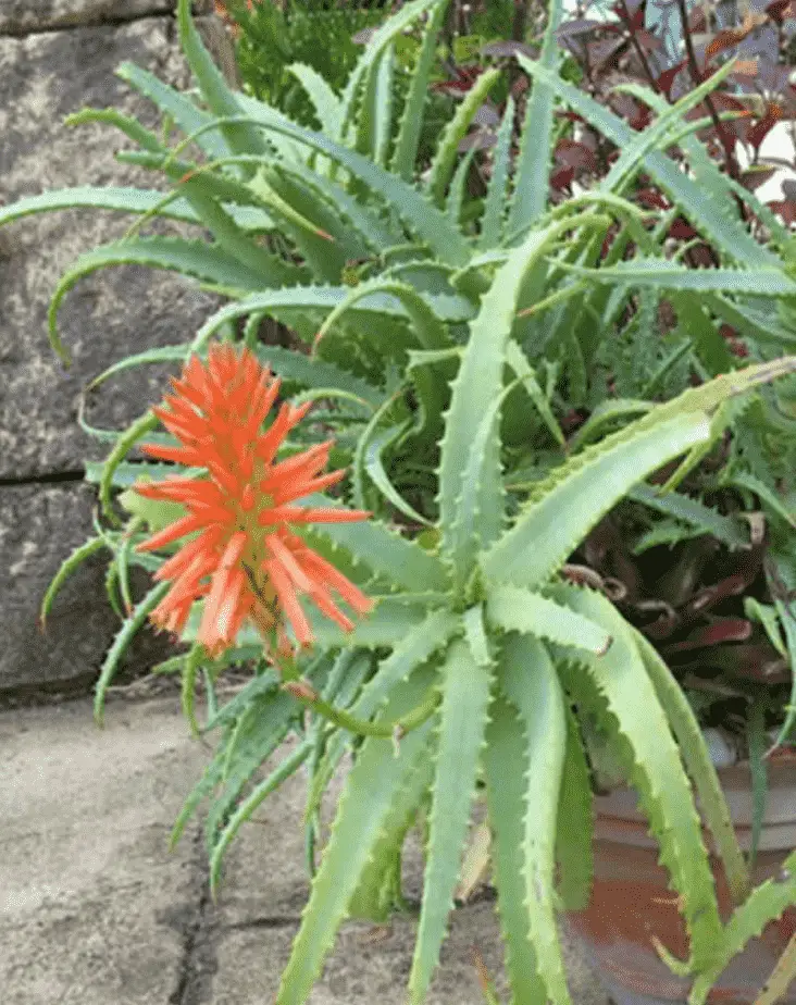 Aloe Arborescens