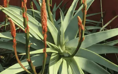 Aloe Aborensens ‘Spineless’