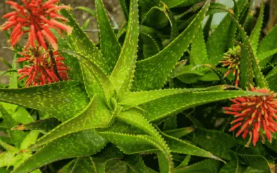 Aloe Andongensis