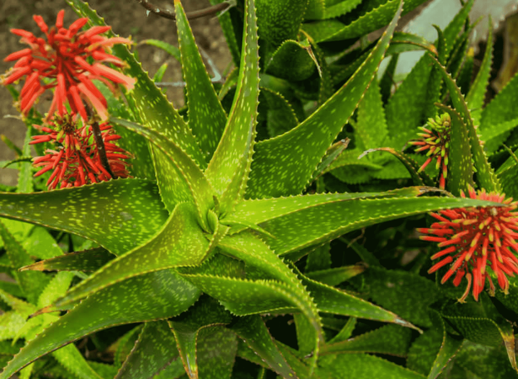 Aloe Andongensis