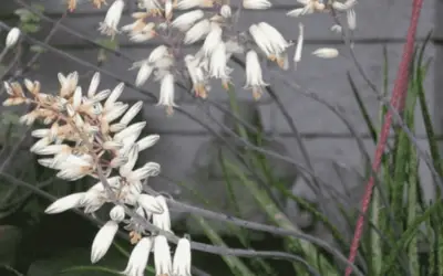 Aloe Albiflora