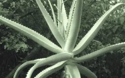 Aloe Ballyi