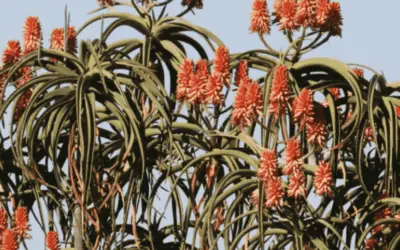 Aloe Barberae