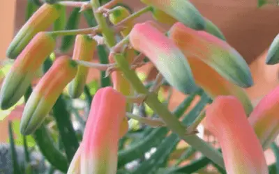 Aloe Bakeri