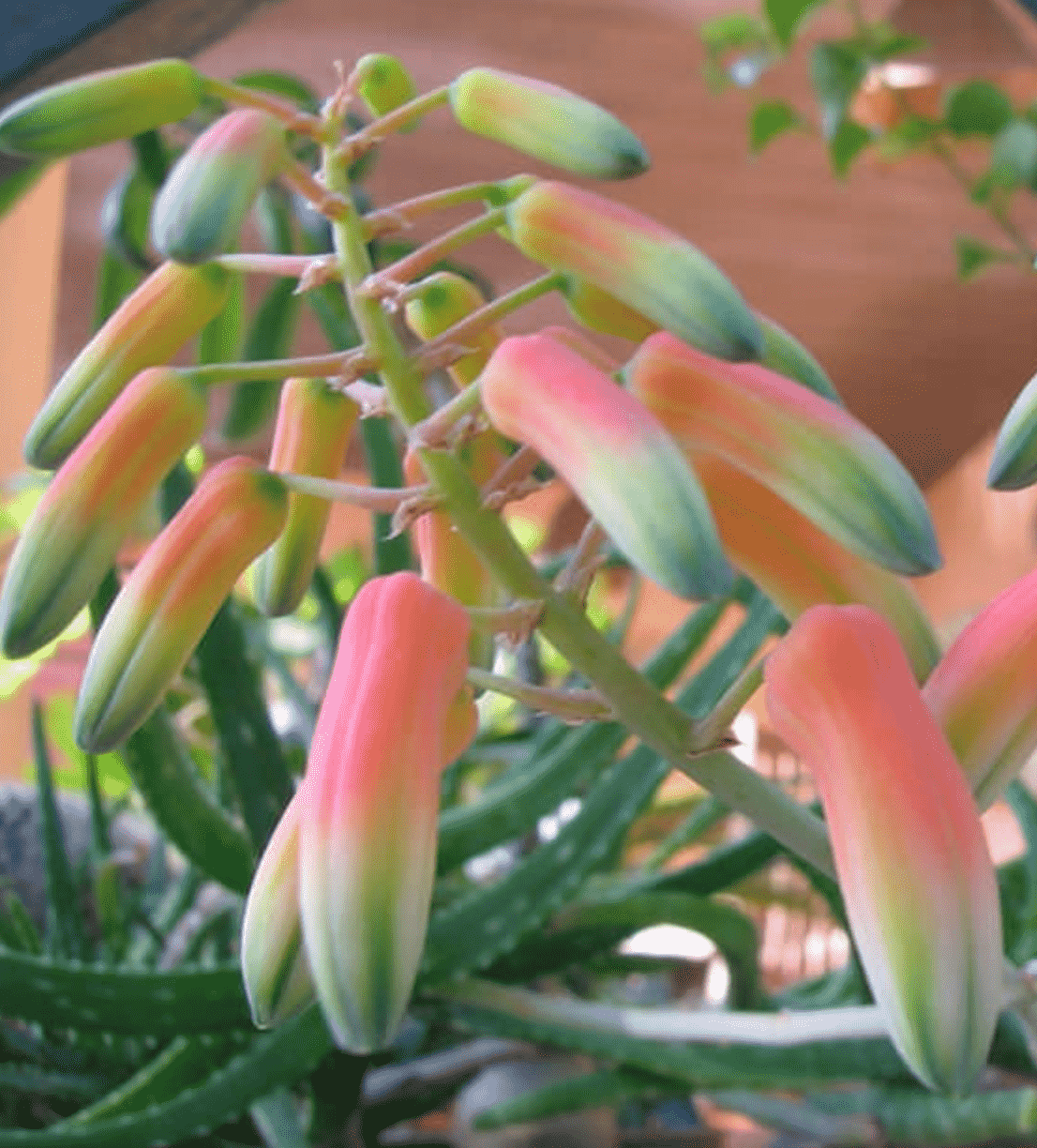 Aloe Bakeri