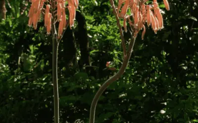 Aloe Aristata