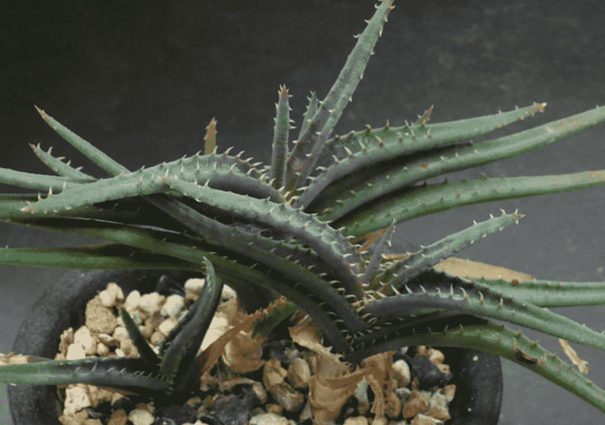 Aloe Calcairophila