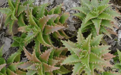 Aloe Buettneri