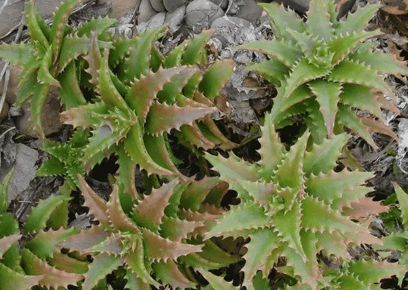 Aloe Buettneri