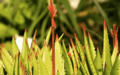 Aloe Bussei