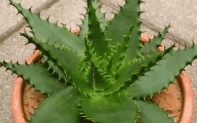 Aloe Broomii