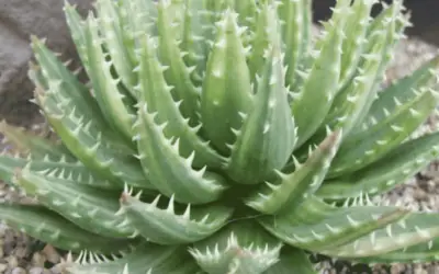 Aloe Brevifolia F Variegata