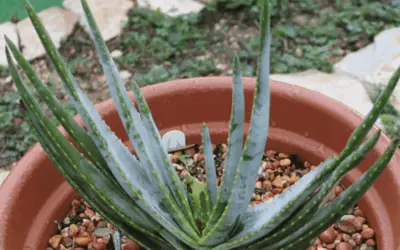 Aloe Compressa