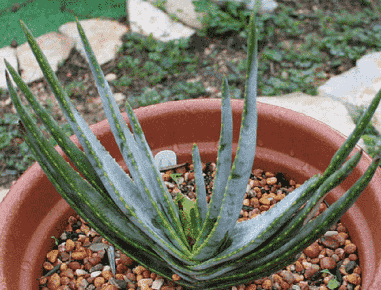 Aloe Compressa