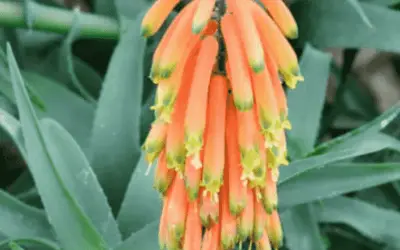 Aloe Ciliaris