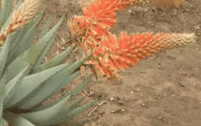 Aloe Claviflora ‘Kraal Aloe’