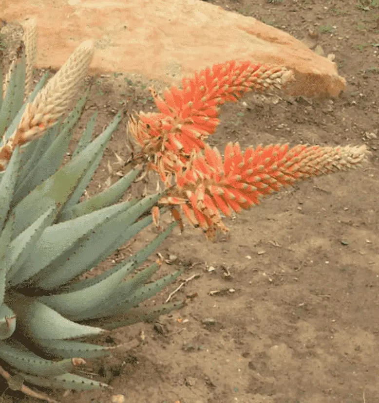 Aloe Claviflora 'Kraal Aloe'