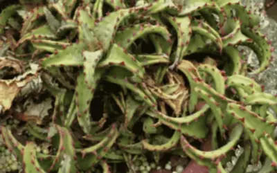 Aloe Castilloniae