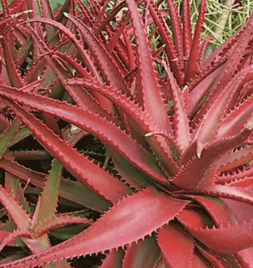 Aloe Cameronii