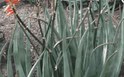 Aloe Cryptopoda