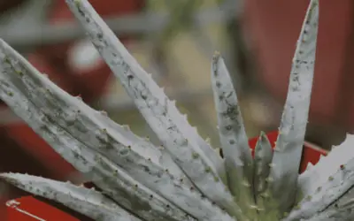 Aloe Compressa Var. Schistophila