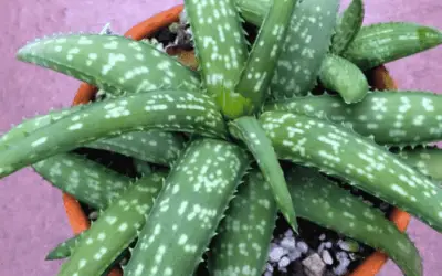 Aloe Ellenbeckii